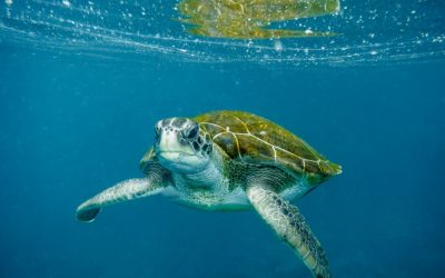 Enam dari Tujuh Jenis Penyu di Dunia Berada di Perairan Indonesia