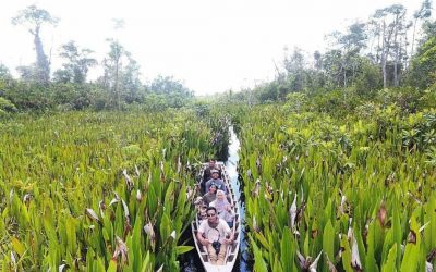 Suaka Margasatwa Rawa Singkil Terancam Hancur