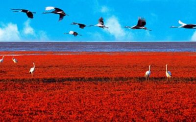 Red Beach Panjin China Pantai Berselimut Merah Darah