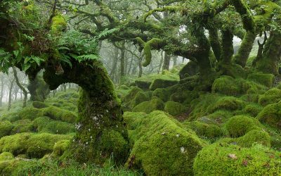 Wistman’s Wood Hutan Oak terbesar di Inggris
