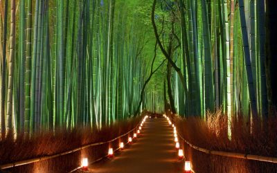 Hutan Bambu Sagano Satu dari Hutan Terbaik di Dunia