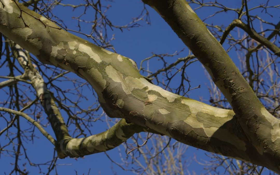 nature sycamore tree