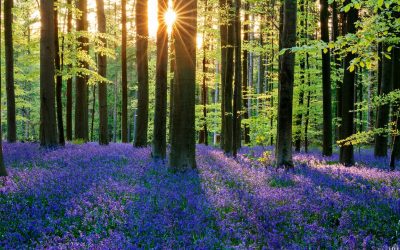 Hallerbos Keindahannya Bak Alam Negeri Dongeng