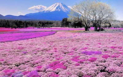 Hitachi Seaside Park Memanjakan Mata dengan Lautan Bunga