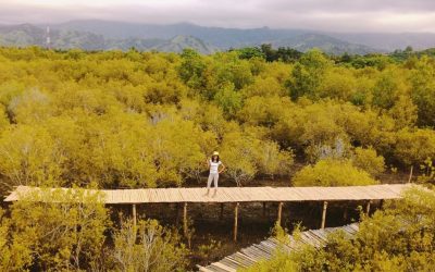 Hutan Mangrove Magepanda dan Perjuangan Baba Kong