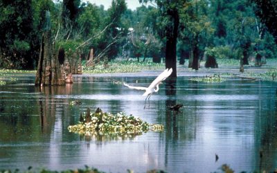 Taman Nasional Wasur dan Musamus yang Unik