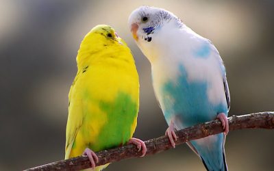 When Trust is Gained, Loyalty is Returned