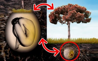 Pemakaman Organik Berpotensi Ciptakan Hutan Baru