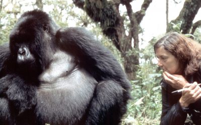 Dian Fossey Sahabat dari Gorilla