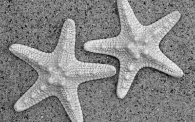 The Ocean Takes Care of us, Let’s return the Favor