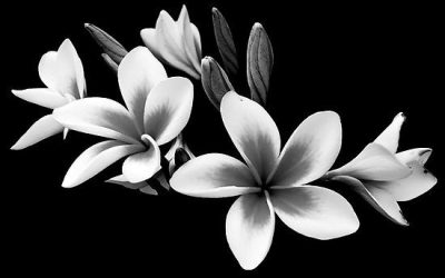 Dreams, Like Flowers, Unfurl Only When Kissed By Time