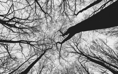 The Fall Clears Space For Spring