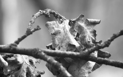 When Leaves Fall, The Tree Whispers of Renewal