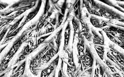 In The Quiet Dark, Roots Learn To Hold The Earth