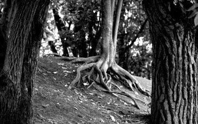 Strength Is Built In Silence, One Root At a Time