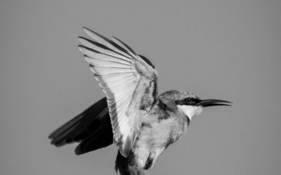 Wings Lift Birds, But Courage Lets Us Soar