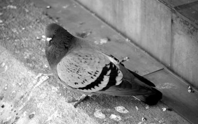 Beauty Hides In The Unnoticed