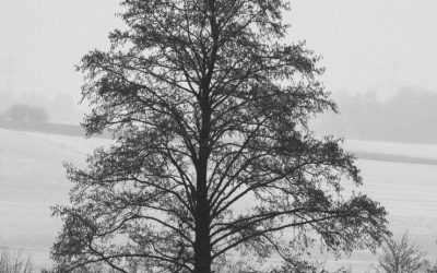 A Tree Does Not Shrink When it Shares its Shade