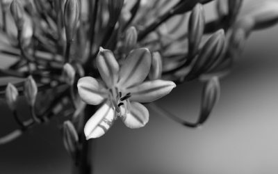 We Bloom Quietly, Where Space Is Given