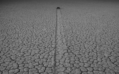 Life Grows Even In Barren Places