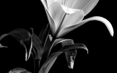 In Busy Days, Small Wonders Bloom