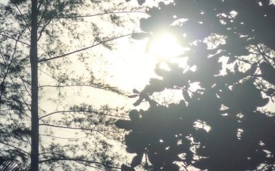 Even shadows lean toward the sun