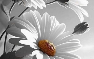 Peace Finds Us When We Let Go of Insisting
