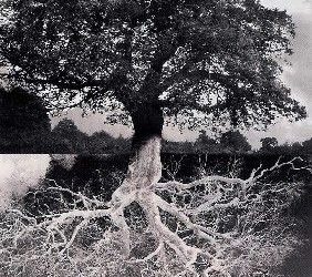 Don’t Envy The Fruit if You’ve Never Seen The Roots